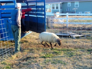 The ram leaps back out from trailer.